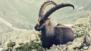 Ibex in Mountains