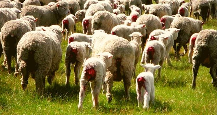 Mulesed Sheep