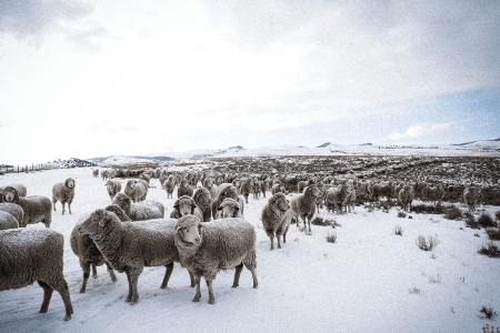 Duckworth Sheep on snowy Helle Ranch, Montana