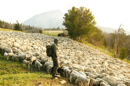 Man herding sheep in Duckworth Merino wool clothing