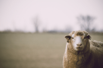Merino Sheep In Field